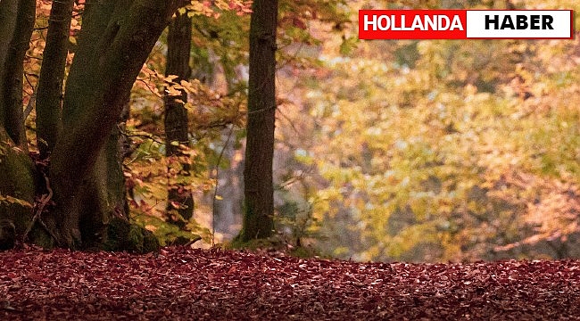 Hollanda'da Sonbahar kendini hissettirecek! Sıcaklıklar 10 derece birden düşüyor