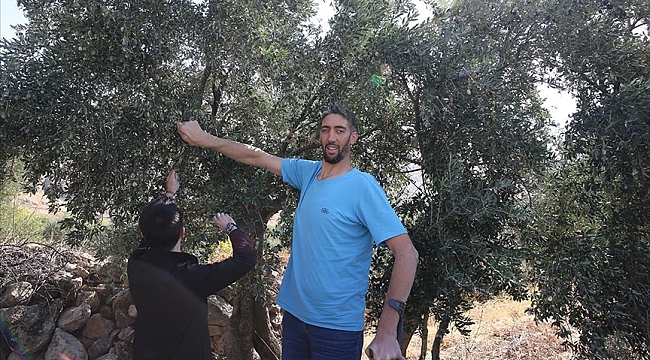 "Süleyman de Grootste" neemt deel aan de olijvenoogst in Derik