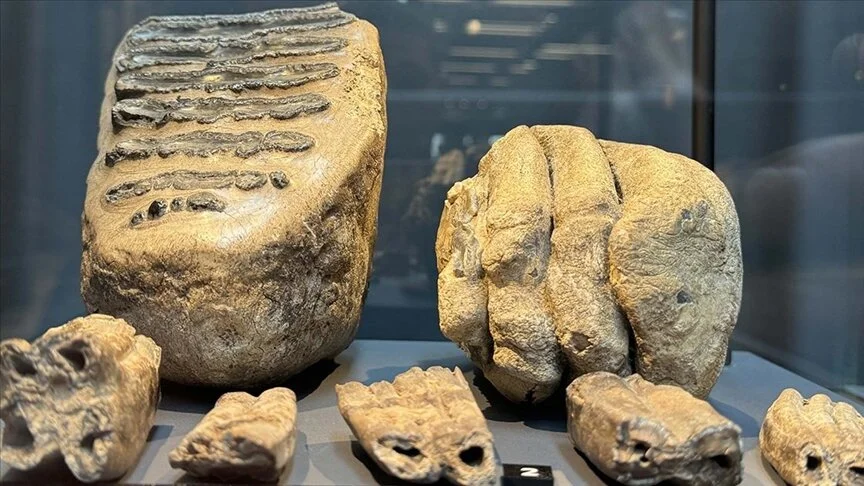 Mammoetfossielen die 14 jaar geleden in Samsun werden gevonden, zijn nu te zien