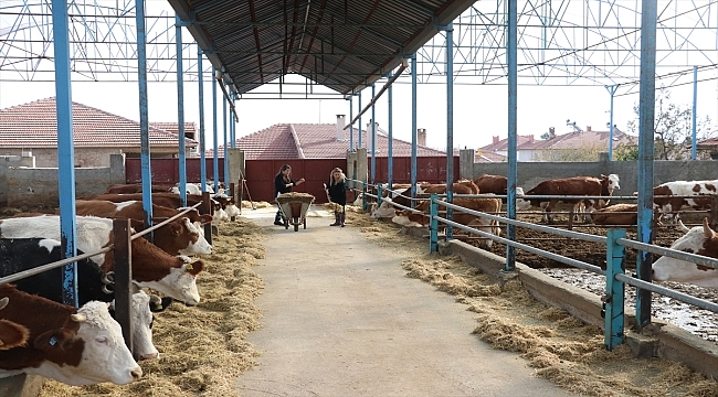 Gelin görümce kariyerlerinden vazgeçip kurdukları çiftlikte büyükbaş hayvanlara bakıyor