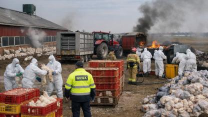 Hollanda Limburg’da Altıncı Kuş Gribi Vakası: Veulen’de 99 Bin Tavuk İtlaf Ediliyor